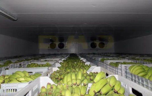 香蕉保鮮冷庫造價(jià)費(fèi)用