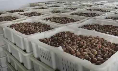 板栗保鮮庫(kù) 板栗保鮮庫(kù)