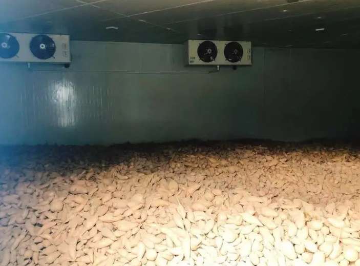 冬天如何建造一間紅薯保鮮庫(kù)