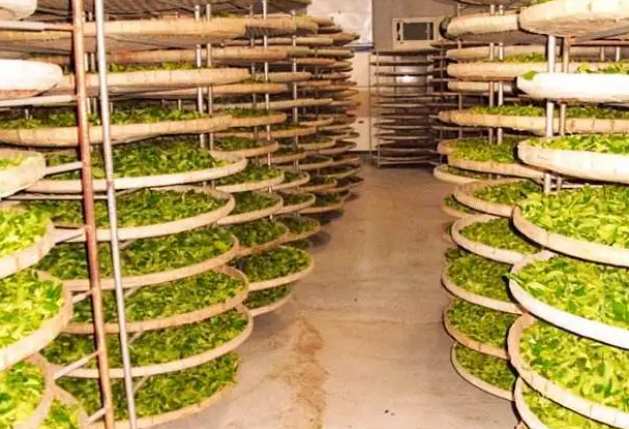 建造茶葉冷庫過程中需要注意哪些事項(xiàng)？