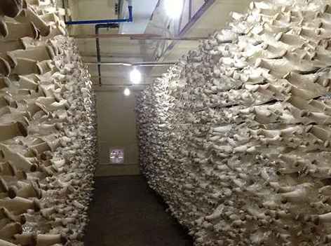 安裝一個(gè)100平蘑菇保鮮冷庫(kù)需要多少錢(qián) 安裝一個(gè)100平蘑菇保鮮冷庫(kù)需要多少錢(qián)