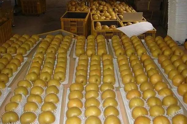 大梨子保鮮冷庫造價(jià)多少錢一立方米 大梨子保鮮冷庫造價(jià)多少錢一立方米