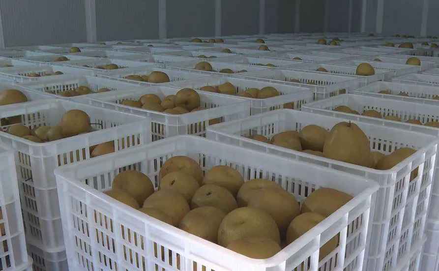 大梨子保鮮冷庫造價(jià)多少錢一立方米 大梨子保鮮冷庫造價(jià)多少錢一立方米