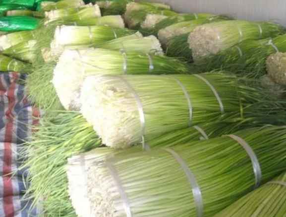 蒜苔冷庫保鮮利潤有多大 蒜苔冷庫保鮮利潤有多大