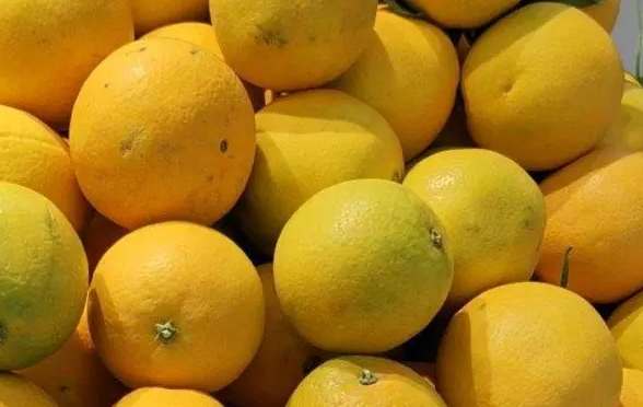 柑橘保鮮庫(kù)貯藏技巧方法 柑橘保鮮庫(kù)貯藏技巧方法