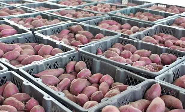 保鮮冷庫儲存大批量紅薯儲存技術(shù)要求