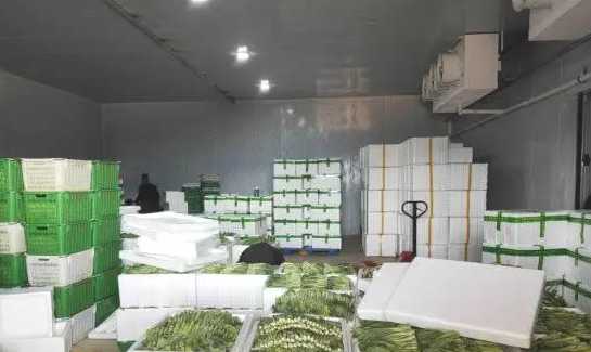 大蔥的冷庫保鮮技術(shù)步驟及注意事項 大蔥的冷庫保鮮技術(shù)步驟及注意事項