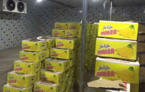 香蕉如何正確儲(chǔ)存在氣調(diào)冷庫中