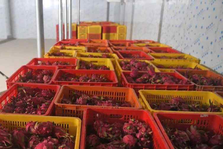 小型火龍果保鮮冷庫(kù)建造價(jià)格多少錢一平方 小型火龍果保鮮冷庫(kù)建造價(jià)格多少錢一平方