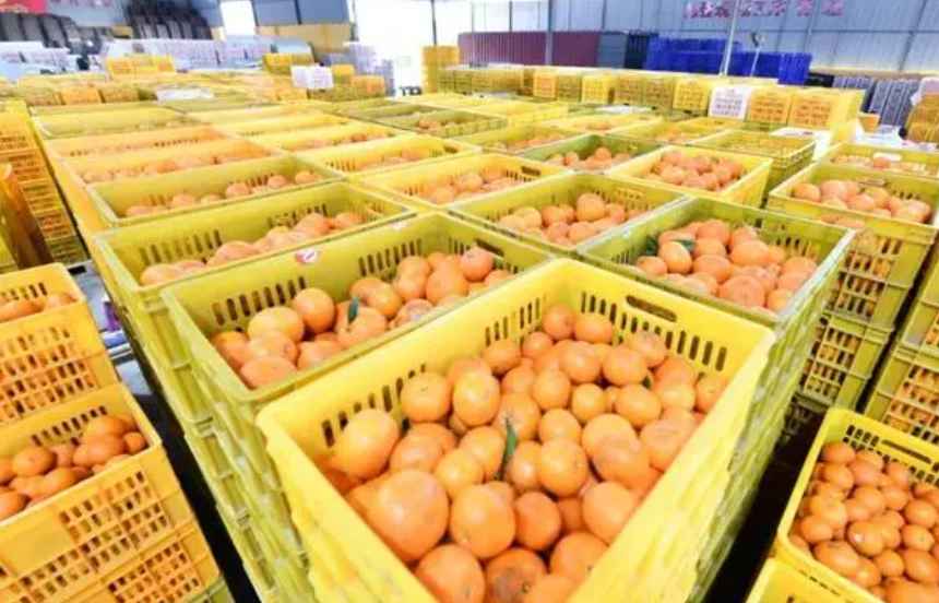 沃柑冷庫保鮮存儲(chǔ)技術(shù)方法 沃柑冷庫保鮮存儲(chǔ)技術(shù)方法