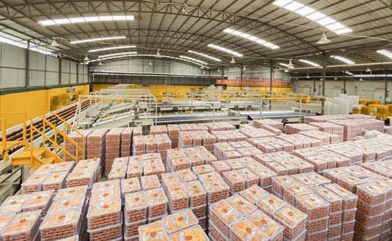 沃柑冷庫保鮮存儲(chǔ)技術(shù)方法 沃柑冷庫保鮮存儲(chǔ)技術(shù)方法