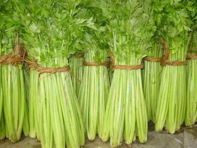 芹菜冷庫貯藏溫度多少度好 芹菜冷庫貯藏溫度多少度好