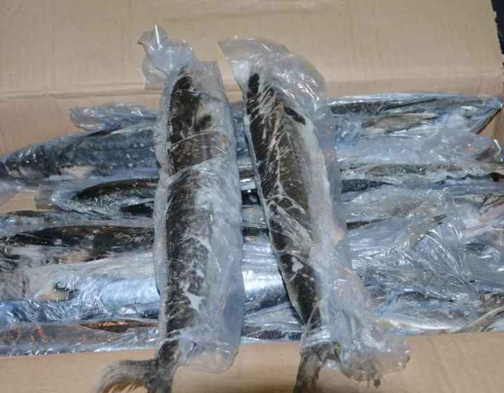 安裝50平米凍魚冷凍冷庫價格多少錢 安裝50平米凍魚冷凍冷庫價格多少錢