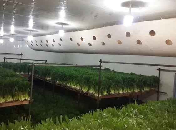 蔬菜保鮮冷庫(kù)建設(shè)方案及流程