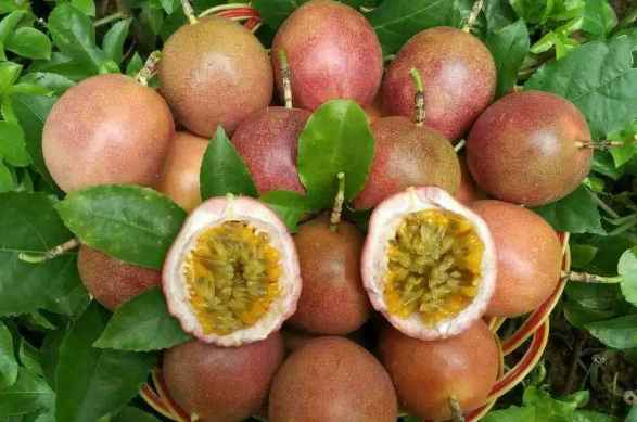 百香果冷庫(kù)儲(chǔ)存技巧和方法 百香果冷庫(kù)儲(chǔ)存技巧和方法