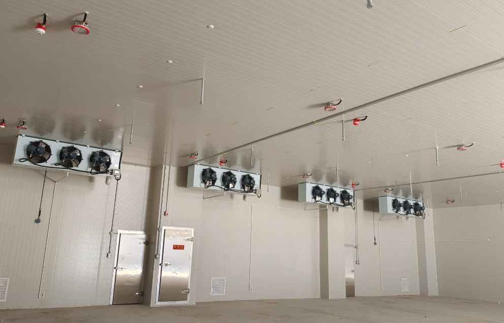 獼猴桃進(jìn)冷庫前注意事項(xiàng)有哪些