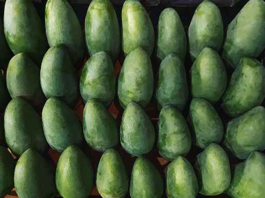 安裝100平方米青芒果保鮮庫(kù)多少錢 安裝100平方米青芒果保鮮庫(kù)多少錢