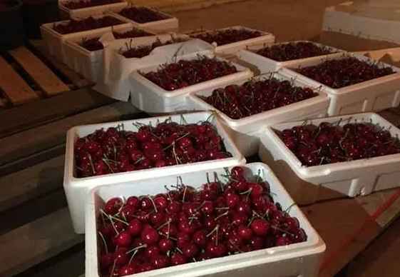 櫻桃在冷庫的儲(chǔ)存和保鮮方法 櫻桃在冷庫的儲(chǔ)存和保鮮方法