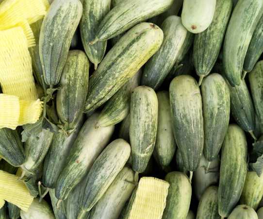 羊角蜜保鮮冷庫(kù)存儲(chǔ)溫度