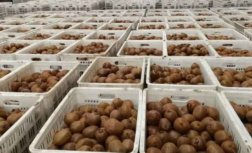 獼猴桃冷庫(kù)儲(chǔ)存方法 獼猴桃冷庫(kù)儲(chǔ)存方法