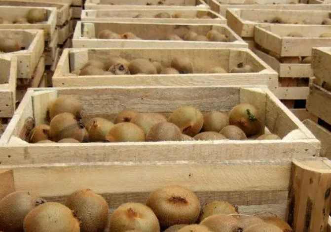 獼猴桃冷庫(kù)儲(chǔ)存方法 獼猴桃冷庫(kù)儲(chǔ)存方法