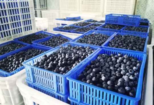 建造一個100平方藍(lán)莓保鮮冷庫要多少錢 建造一個100平方藍(lán)莓保鮮冷庫要多少錢