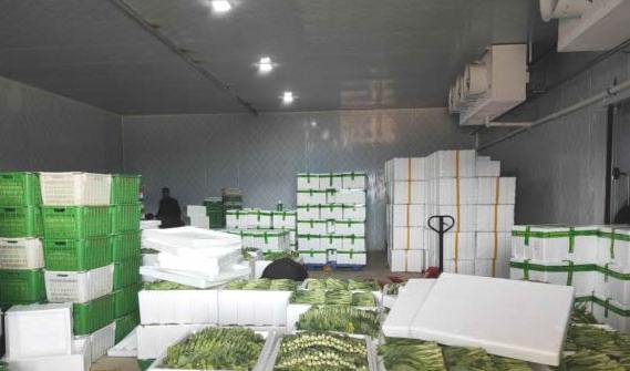 蒜苔冷庫保鮮有什么技巧 蒜苔冷庫保鮮有什么技巧