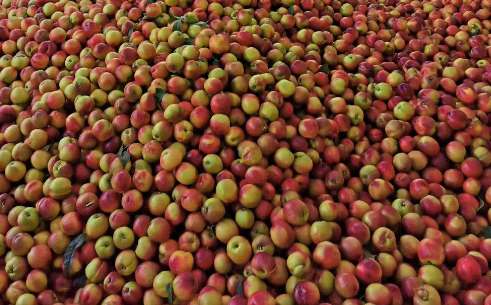 桃子冷庫的建造費(fèi)用是多少錢 桃子冷庫的建造費(fèi)用是多少錢