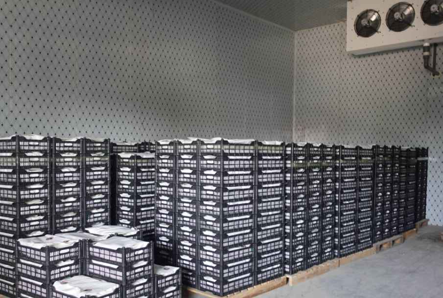 葡萄冷庫保鮮庫存多久