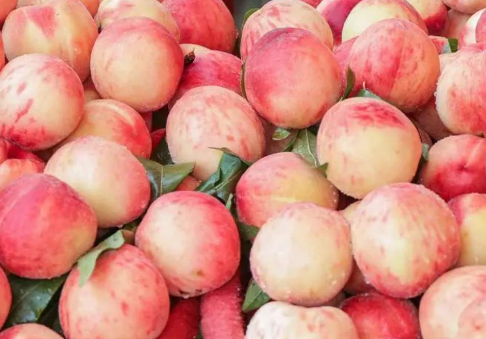 水蜜桃冷庫(kù)保鮮技術(shù)要求有哪些 水蜜桃冷庫(kù)保鮮技術(shù)要求有哪些