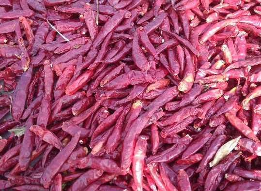 冷庫辣椒運輸打冷多少度 冷庫辣椒運輸打冷多少度